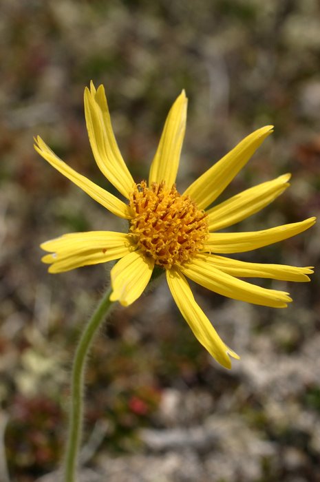 Daisy-like tundra flower.