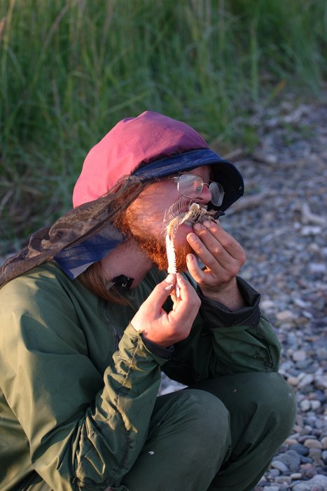 Hig sucking the last meat from a rainbow trout skeleton. 