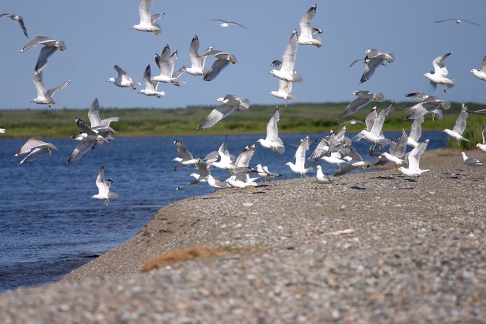 Seagulls taking off from a beach burm on Lake Iliamna. 
