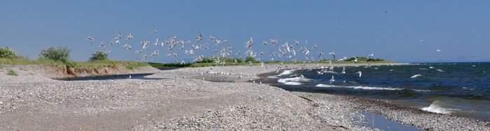 Arctic terns flying over the beach on Lake Iliamna. 