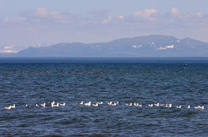 Stripes of seagulls and ducks in Lake Iliamna. 
