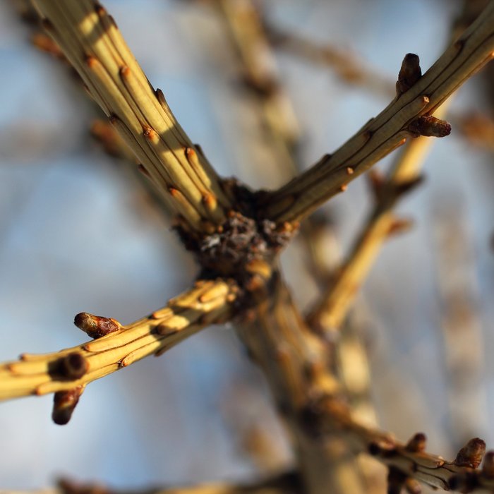 The introduced larches still don't believe April is spring enough to put out their needles.