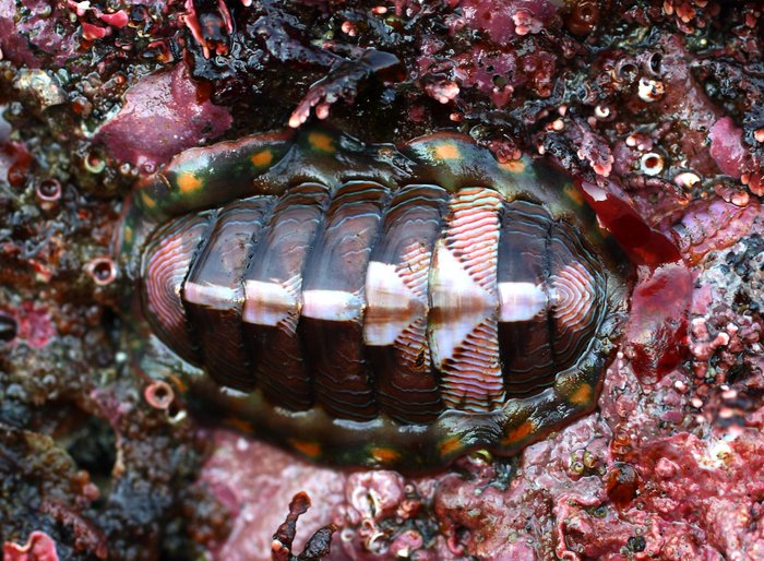  Chitons are also locally called bidarki (little kayaks).  These aren't quite as common as the black katy chitons, but are still all over the rocks at Outside beach.