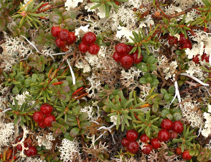 Lingonberries and reindeer moss made this tundra look like Christmas