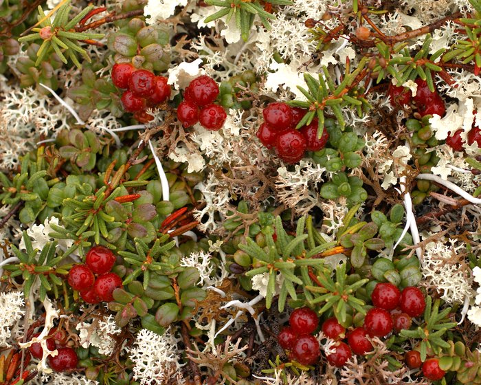 Clumps of not quite ripe lingonberries are surrounded by reindeer moss, the caribou's favorite food. Hills above Frying Pan Lake.