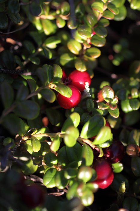 Also known as Lowbush Cranberries, Lingonberries are an important subsistence berry.