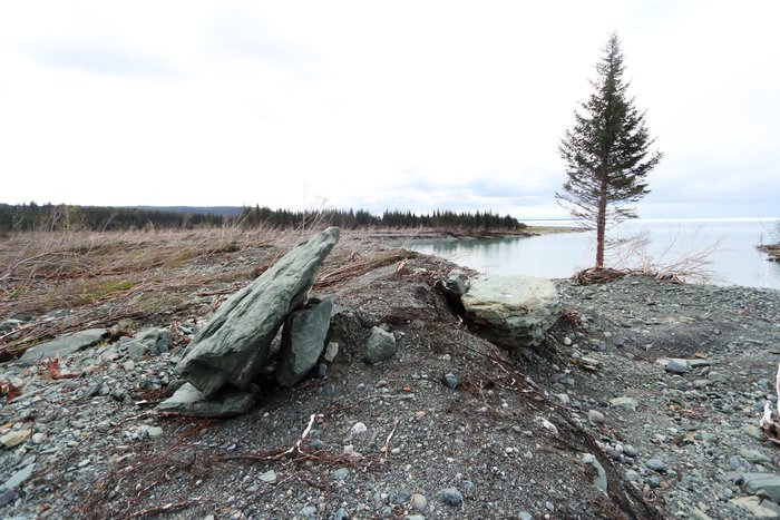 Most trees here were snapped off by strong currents carrying ice-bergs, but this one somehow survived.