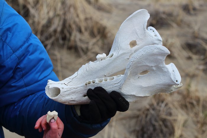 This jaw sat high in sand-dunes near Cape Espenberg.  We thought maybe it was walrus, but it's bear.