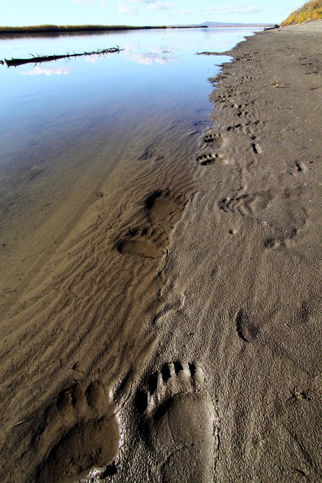 Photos of live mammals and their tracks (not including humans)