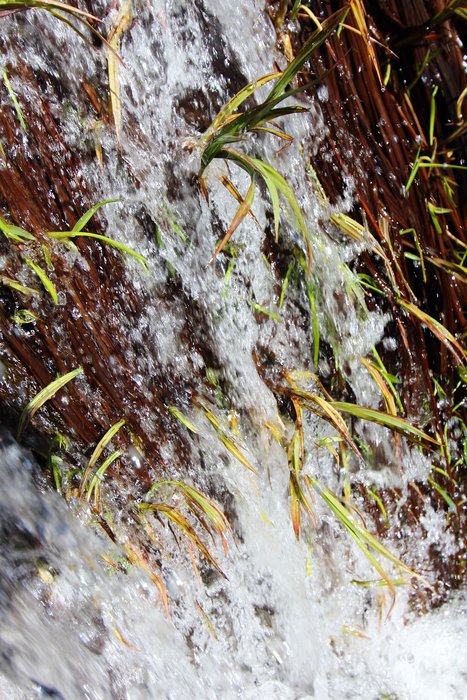 Water cascades over sprouting sedge in the Redoubt Bay Flats