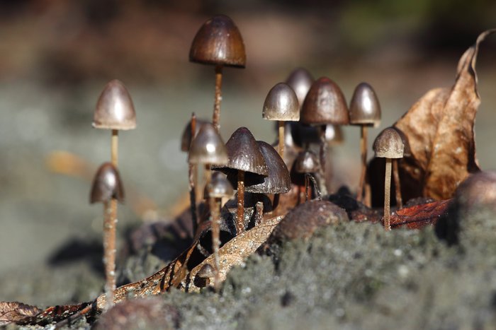 Small mushrooms sprout in protrusion from moose-poop on sand.