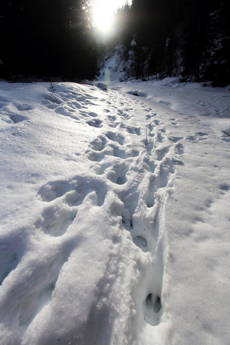 Moose walking on frozen Barabara Creek pocked the snow with knee-deep holes.