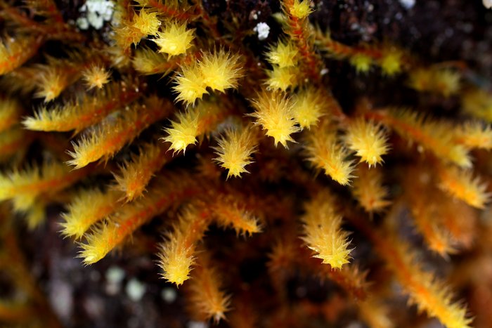 Feathery moss grows from a tree trunk in Juneau