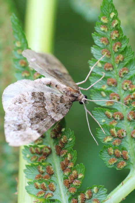 A moth on the spore-speckled underside of a fern.