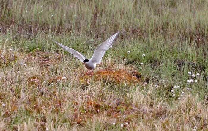 Arctic tern guarding its nest, on the tundra above the Mulchatna River. 