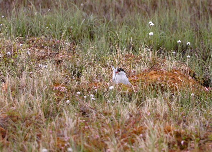 Arctic tern nesting in the tundra, above the Mulchatna River. 