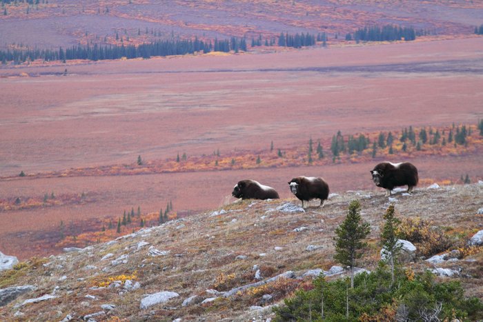 On and near Mamelak Mountain we encountered small groups of muskox.