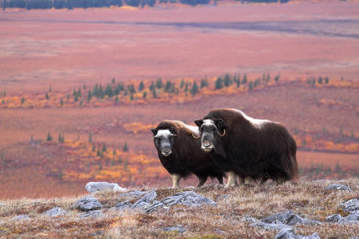 On and near Mamelak Mountain we encountered small groups of muskox.