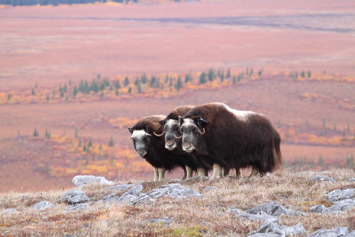These three muskox stood patiently while we photographed them.