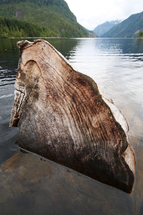 A cut log floats in Bear Lake on Princess Royal Island.  All but this end has absorbed enough water to sink.