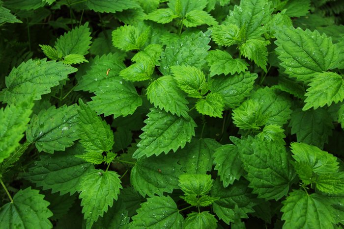 We've been working to foster a patch of nettles in a nearby gully.  They make excellent greens for pesto and quiche.