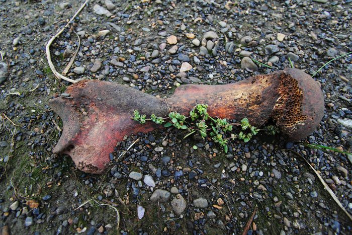 Perhaps this bone provides a protective lee, or nutrients, or a sponge for holding water, allowing plants to spring from the gravel.