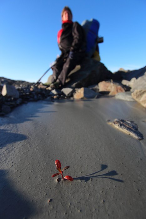 From a sea of mud this tiny willow is making the glacier its home.