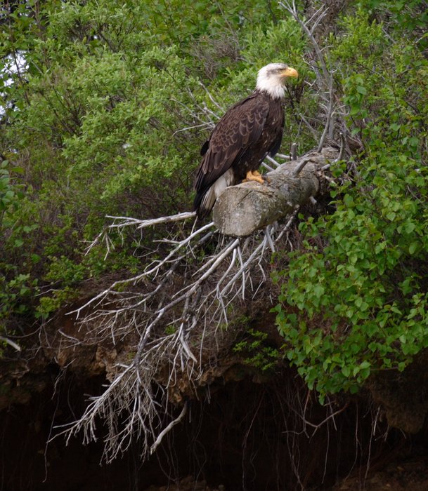 Bald eagle resting on a log along the Nushagak River.
