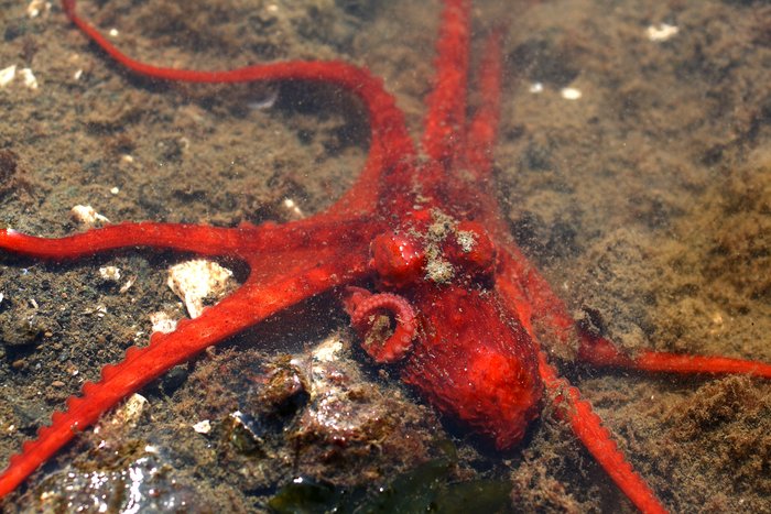 This one was only as big as my hand.  A baby giant pacific octopus?  Or a red octopus?