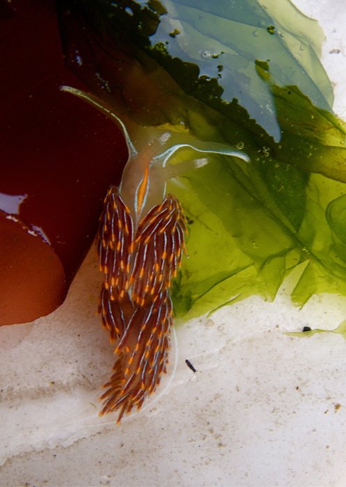 The opalescent nudibranch (Hermissenda crassicornis) is a sea slug that can feed on stinging sea anemones without getting harmed. After feeding, they can use the anemones' stinging cells for their own defense. 