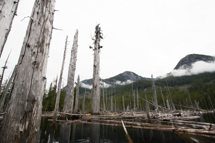 Dead trees, some over 5 feet in diameter, rise from lake waters on Princess Royal Island.