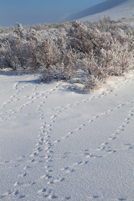 Tracks of ptarmigan criss-cross the snow around nearly every patch of willow.