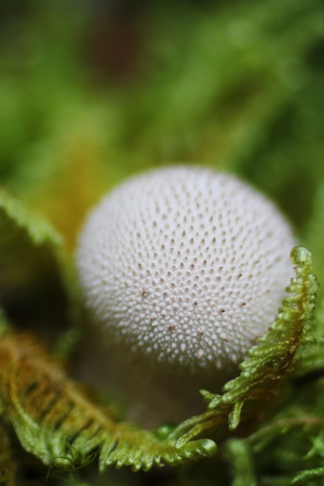 Puffballs popped up everywhere in the wake of rain early in our visit to Denali.