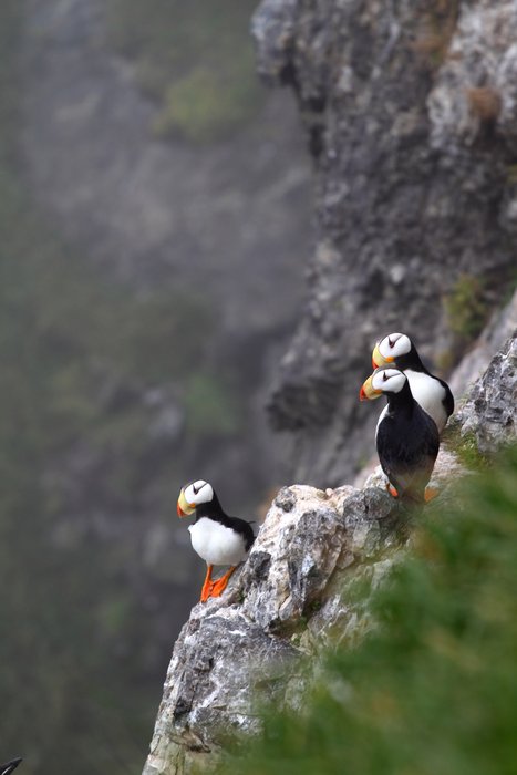 A trio of puffins high on a rookery.