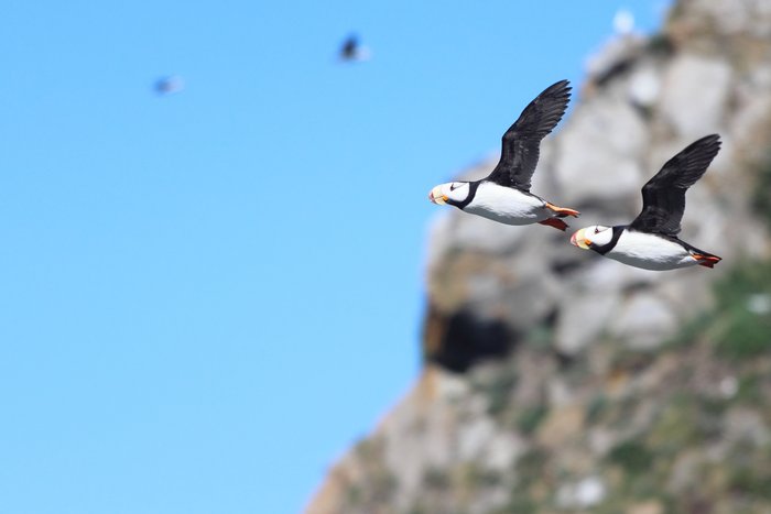 Puffins launching from a cliff on Duck Island