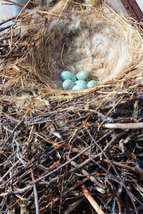 A raven's nest, giant in comparison to the six tiny eggs, sits on a lighthouse at Cape Espenberg.