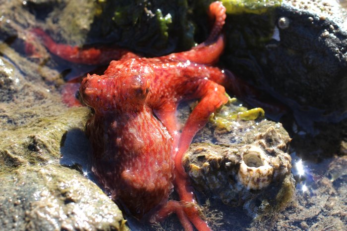 These small red octopus live beneath boulders near Schooner Beach