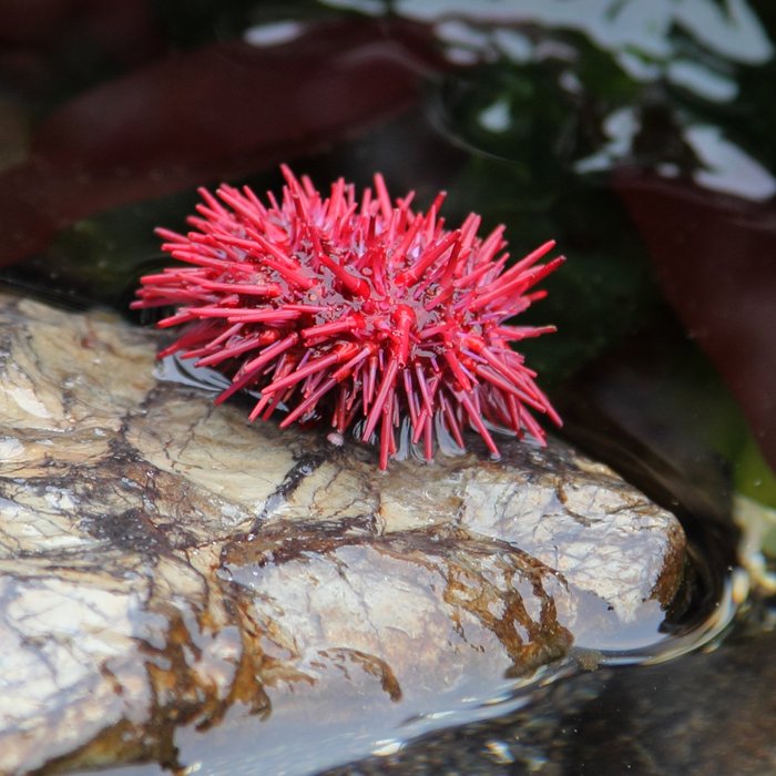 Rare in this area, we found a small red sea urchin at an extreme low tide.  April 8, 2012, Outside Beach (Kachemak Bay)