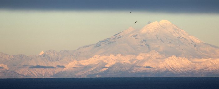 Redoubt Volcano in winter.  Two brids (small songbirds) fly by in the foreground.