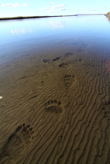 Bear tracks mark silt in the shallow edge of the Noatak River.