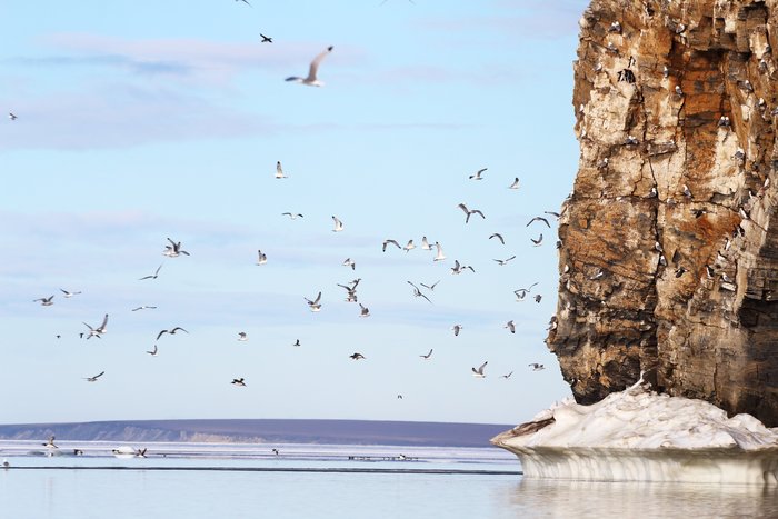 Rookeries on the Chukchi coast were filled with murres and kittiwakes