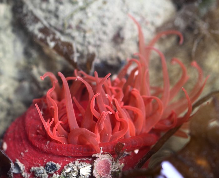 This pinkih anemone was one I didn't know.