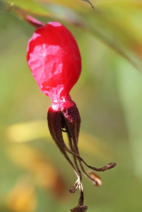 Wild roses can produce delicious rose-hips, most tasty when soft but still brightly colored like this one.