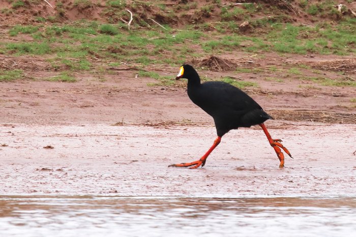We referred to these large birds as "goofy runners" since they were among a number of species that would run long distances rather than fly away when startled by our packrafts floating down the Rio Deseguadero in Bolivia.