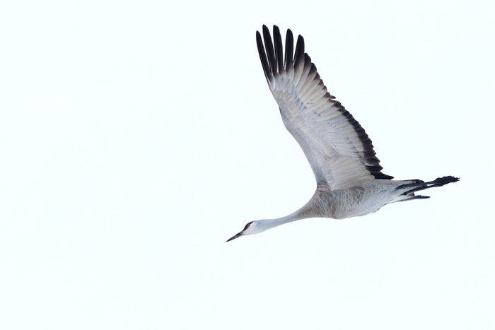 A sandhill crane in flight.