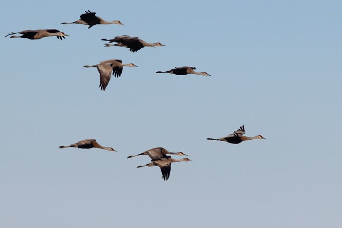 Sandhill Cranes in spring migration over the Susitna Delta