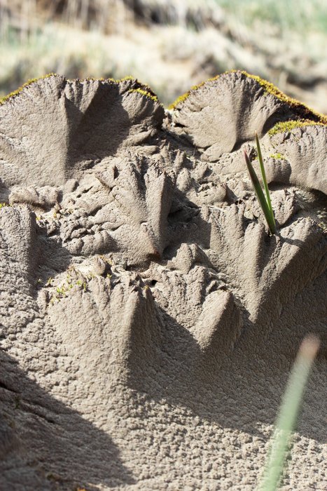 Wind-driven silt and sand erodes and acretes into flower-like patterns.