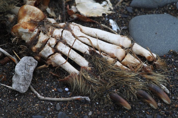 One of three brown bear carcasses we found along the Chukchi Shore.