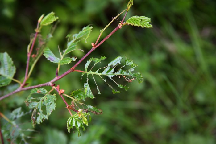 In the summer of 2011, an inchworm-like caterpillar has been denuding alder and salmonberry bushes