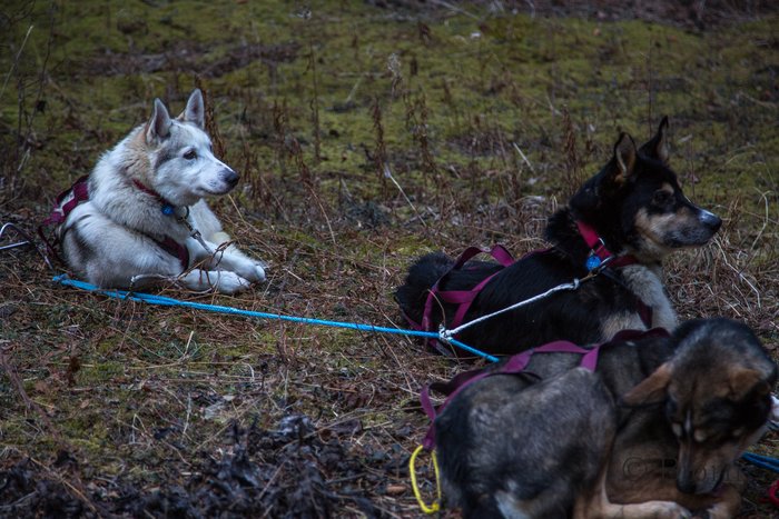 There was very little snow for much of the first third of the Iditarod Trail in 2014.
